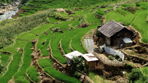 sapa